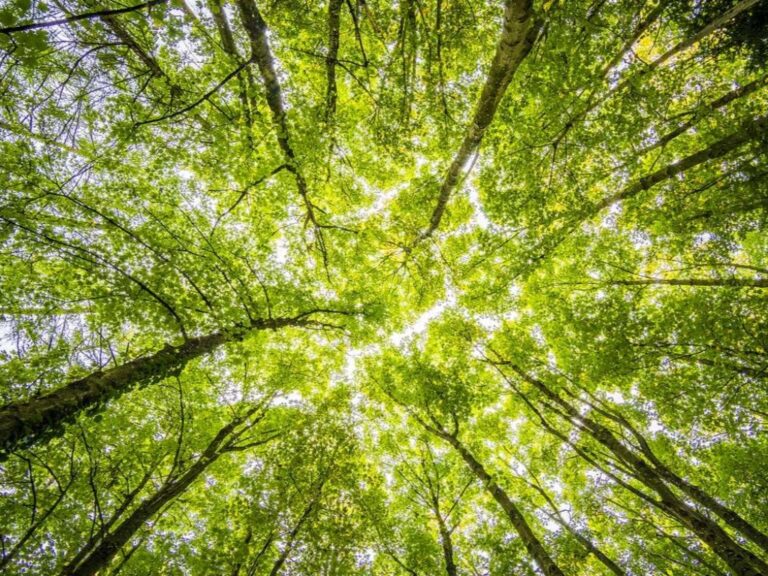 forest-trees-perspective-bright-957024